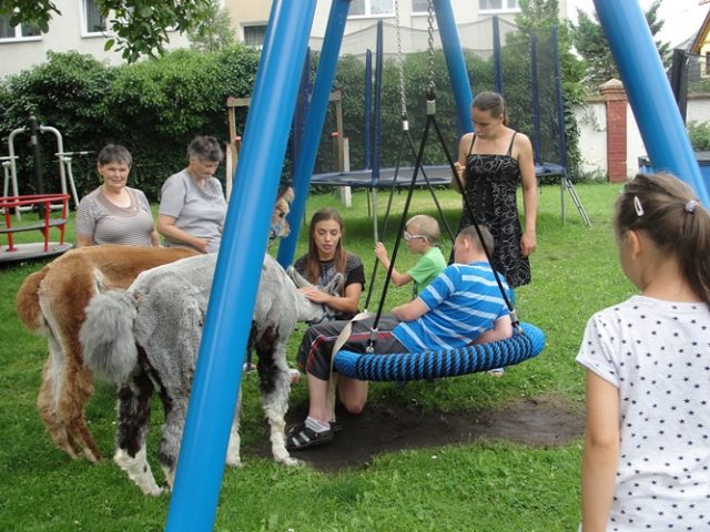 alpaki sierpien 2017 I