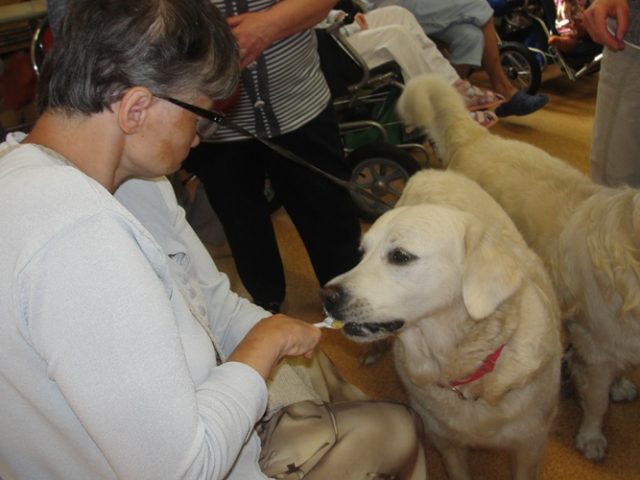 DSC07351 Dogoterapia