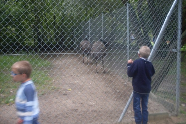 Mini Zoo