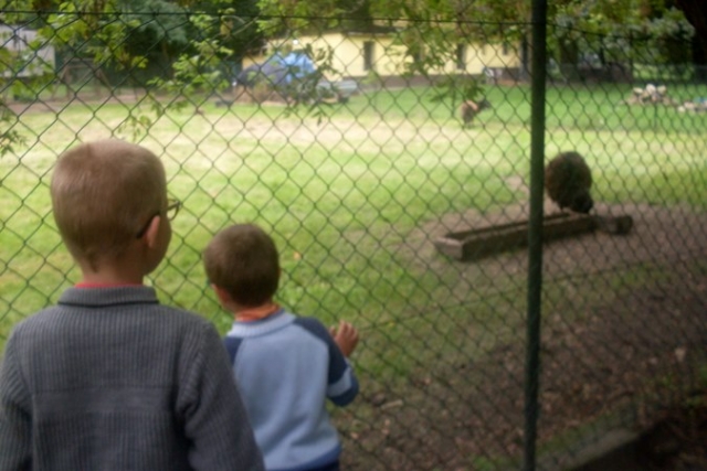 Mini Zoo