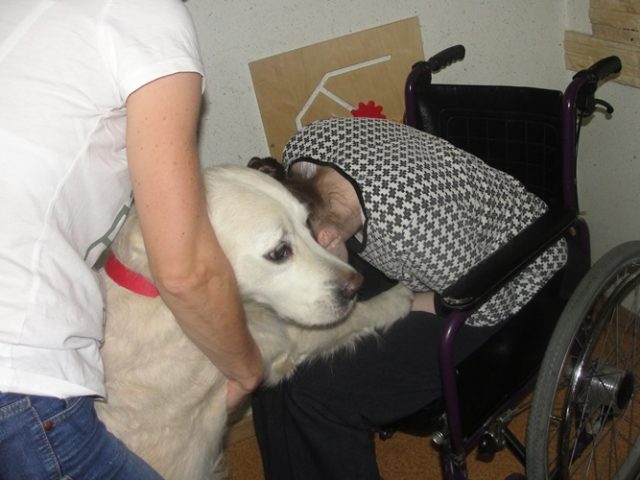 Dogoterapia listopad 2017