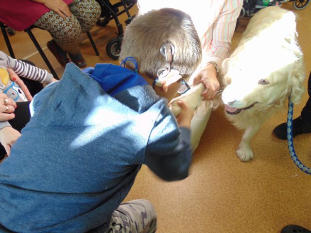 dogoterapia