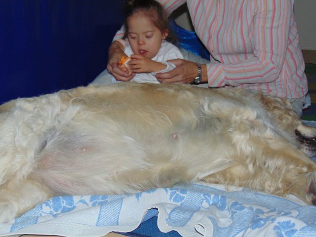 dogoterapia