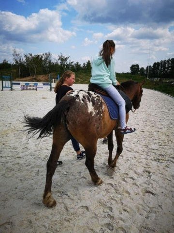 konie IV-2019