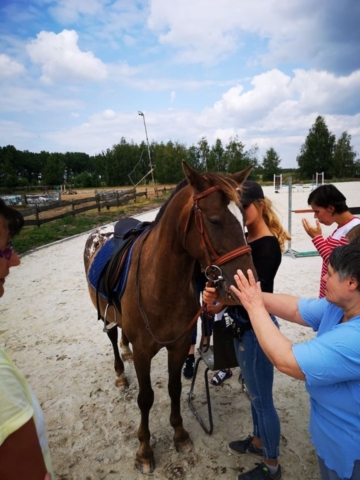konie IV-2019