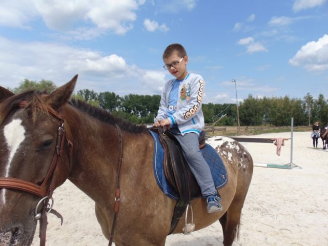konie IV-2019