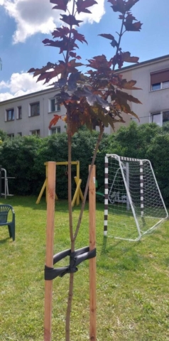 Horiterapia 2024